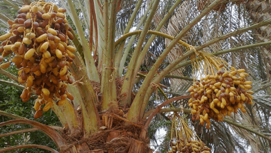 صيف