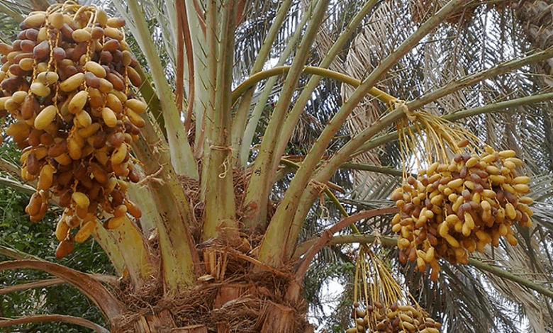 صيف